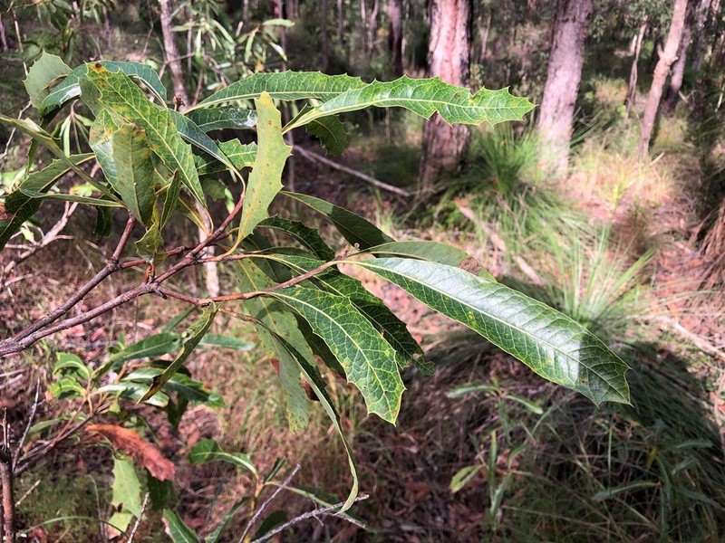 Xylomelum salicinum photo 6