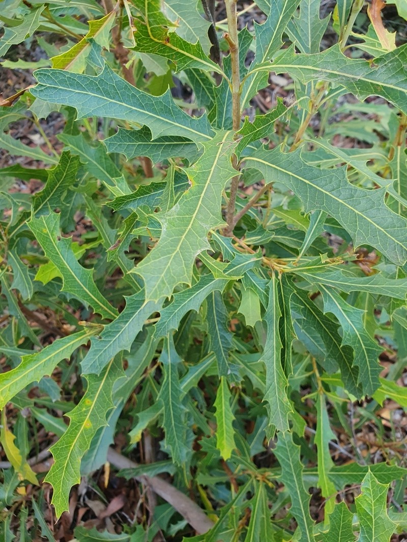 Xylomelum salicinum photo 7