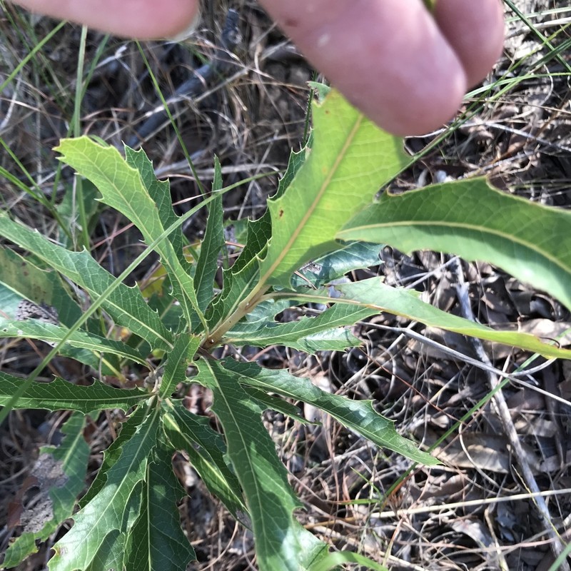 Xylomelum salicinum photo 8