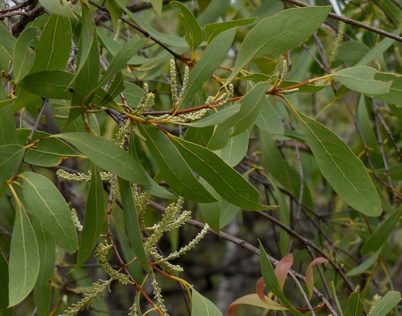 Xylomelum scottianum