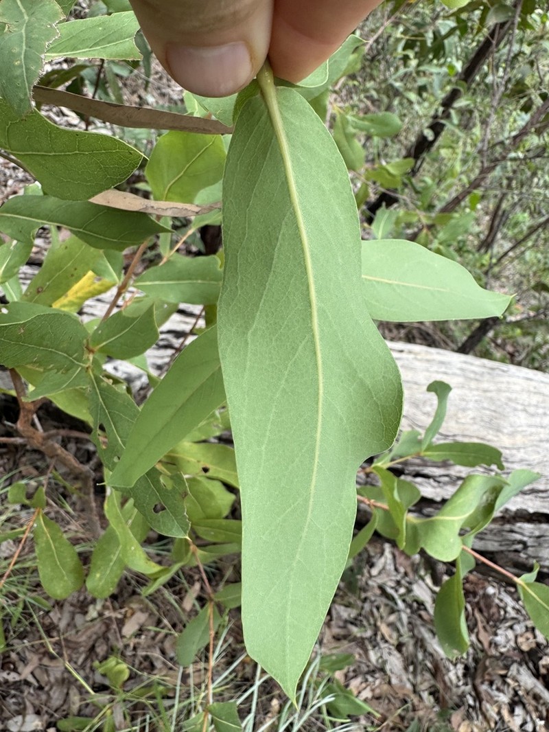 Xylomelum scottianum photo 2