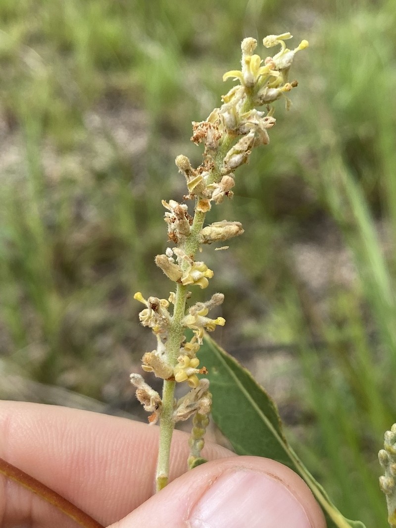 Xylomelum scottianum photo 3