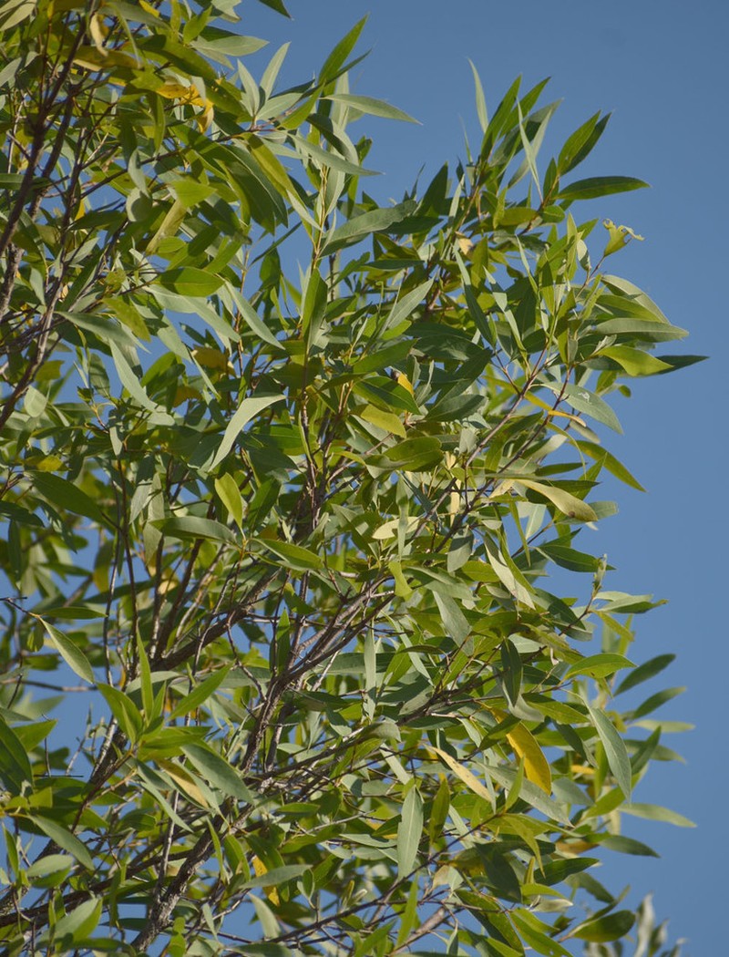 Xylomelum scottianum photo 4