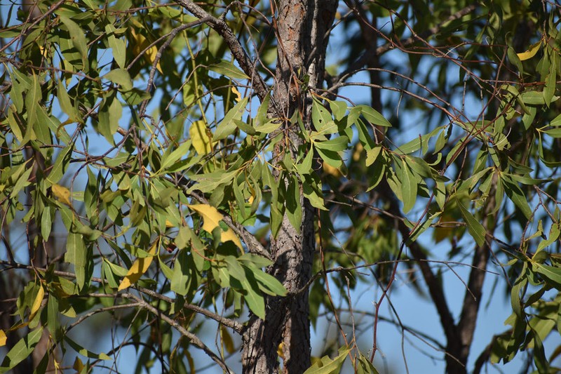 Xylomelum scottianum photo 6