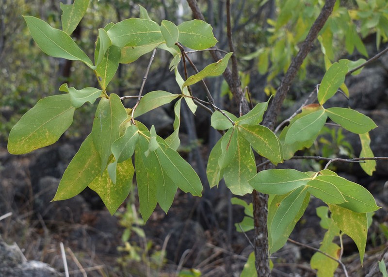Xylomelum scottianum photo 7