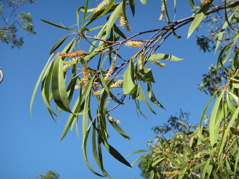 Xylomelum scottianum photo 8