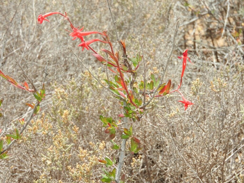 Xylonagra arborea photo 4