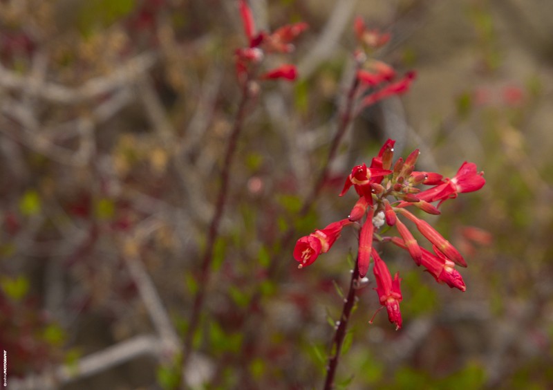 Xylonagra arborea photo 5