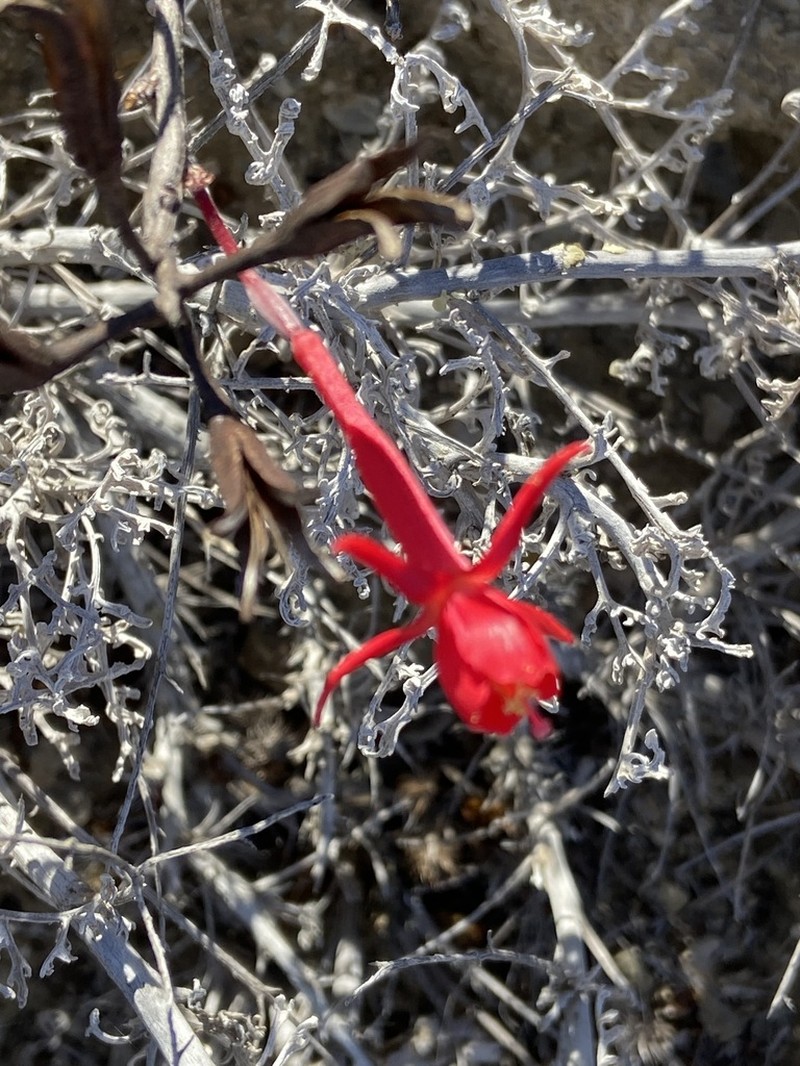 Xylonagra arborea photo 6
