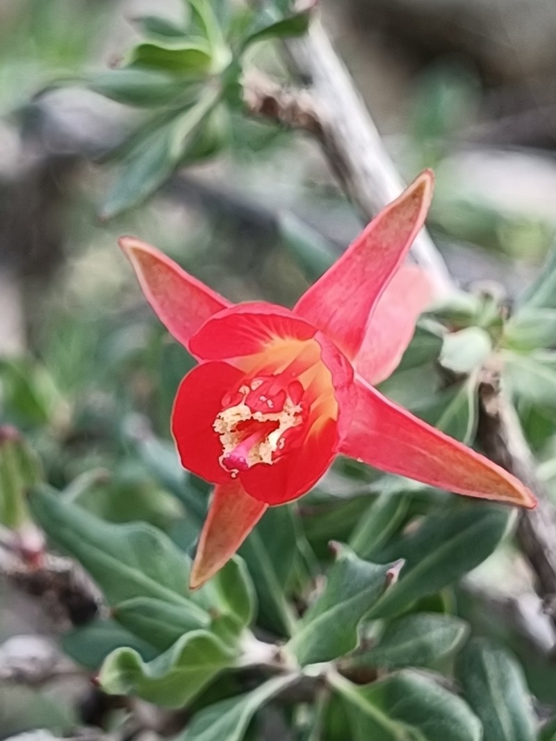 Xylonagra arborea photo 7