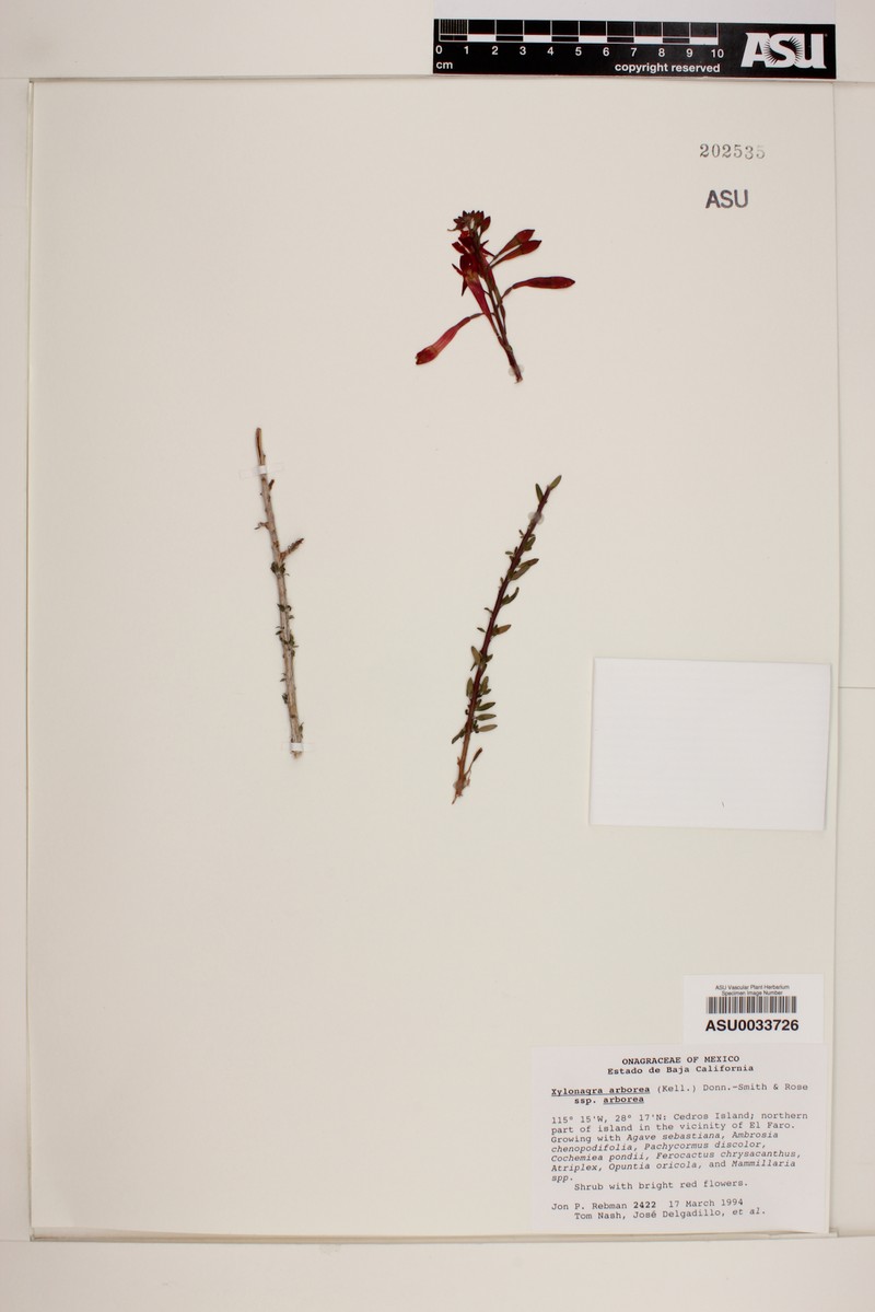 Xylonagra arborea subsp. arborea