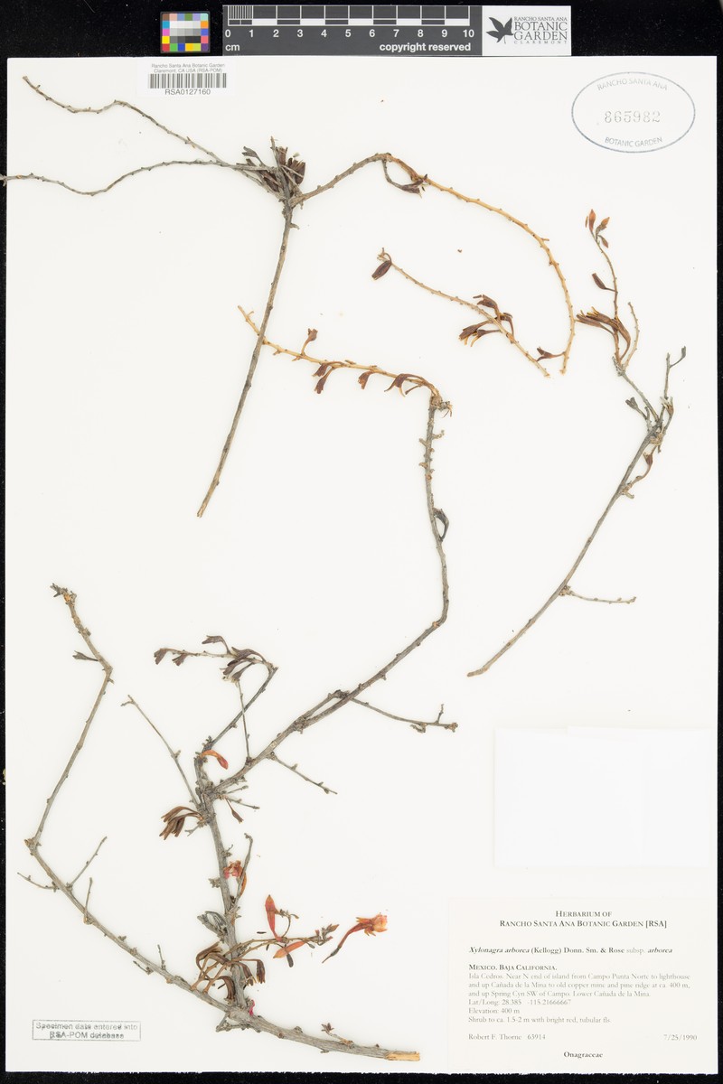 Xylonagra arborea subsp. arborea photo 2