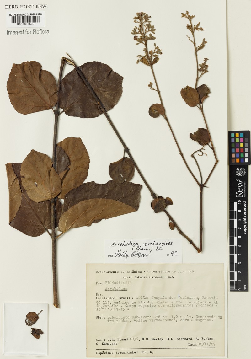 Xylophragma corchoroides