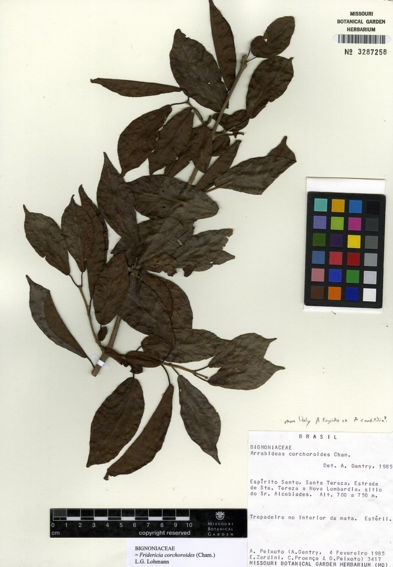 Xylophragma corchoroides photo 2