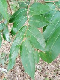 Ethiopian Pepper