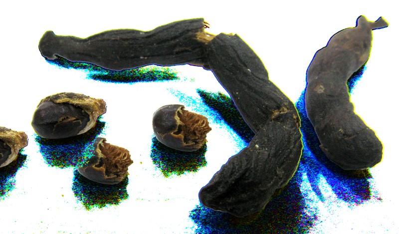 Xylopia africana