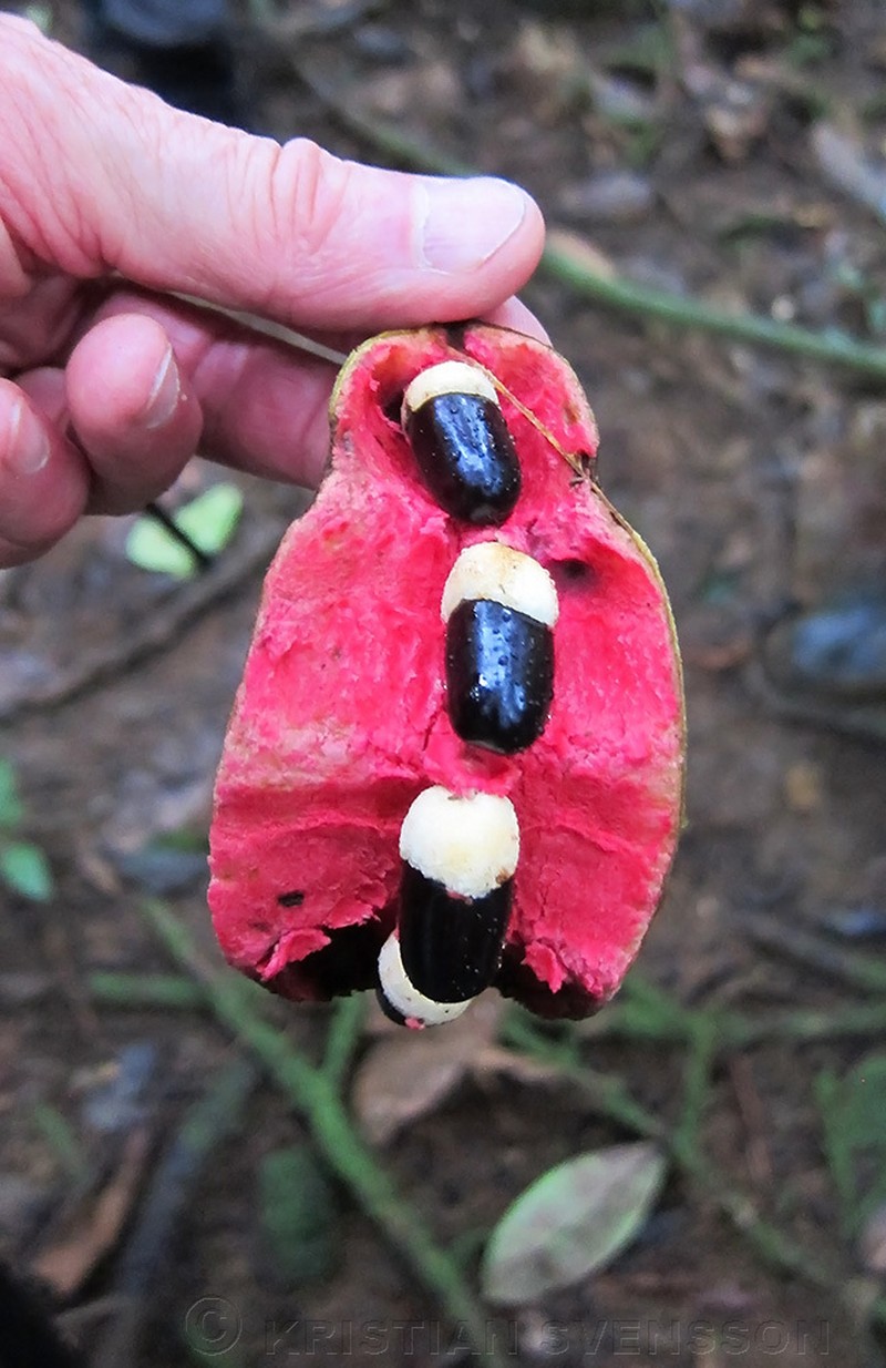 Xylopia africana photo 2