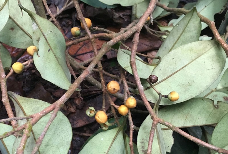 Xylopia africana photo 3