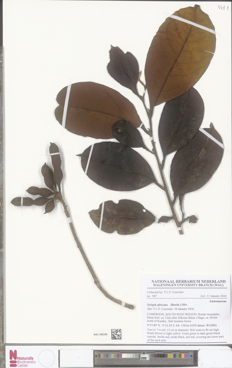 Xylopia africana photo 4