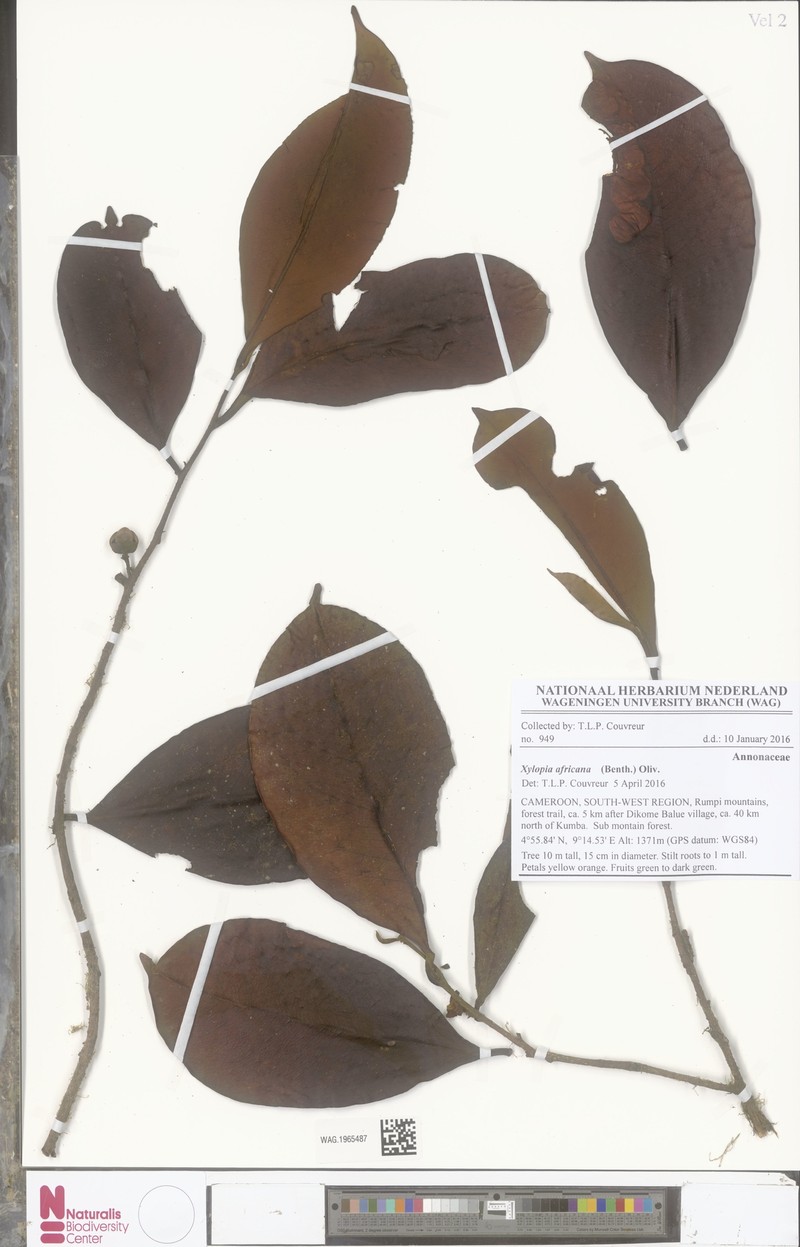 Xylopia africana photo 5