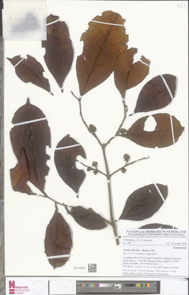 Xylopia africana photo 6
