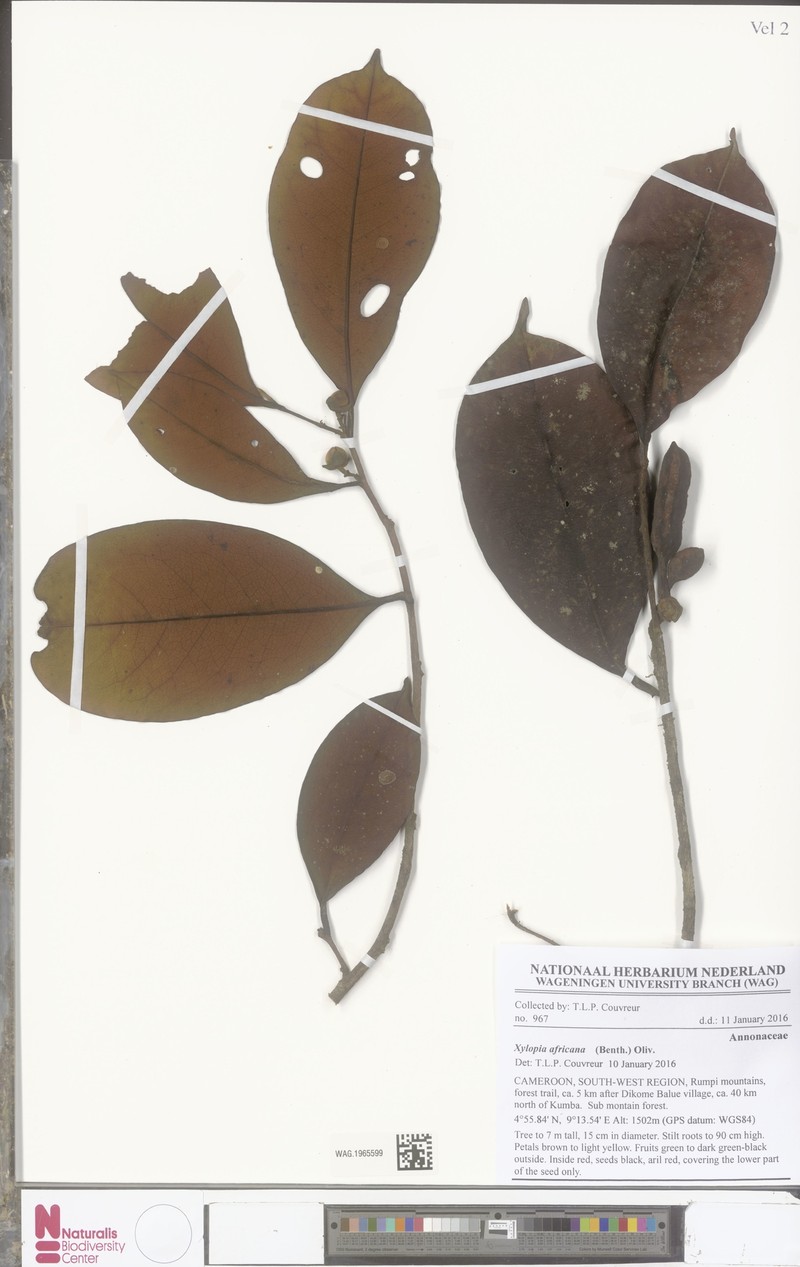 Xylopia africana photo 7