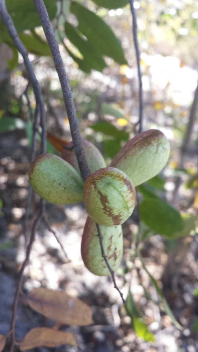 Xylopia ambanjensis