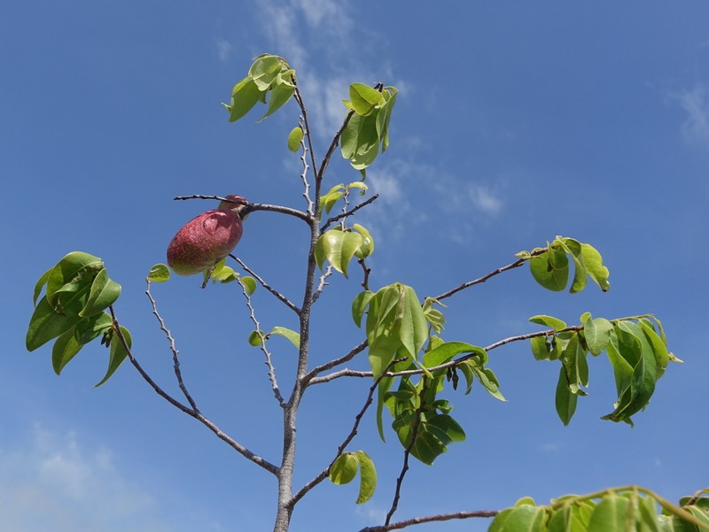 Xylopia ambanjensis photo 2