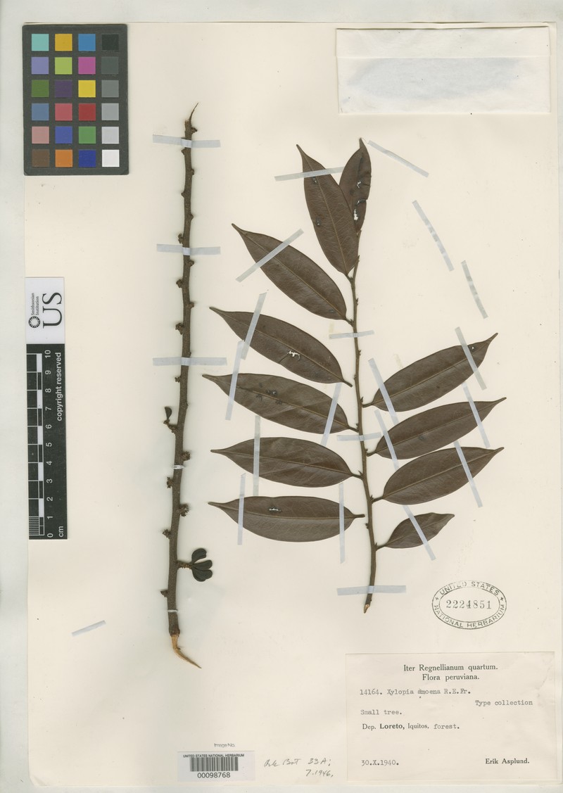 Xylopia amoena