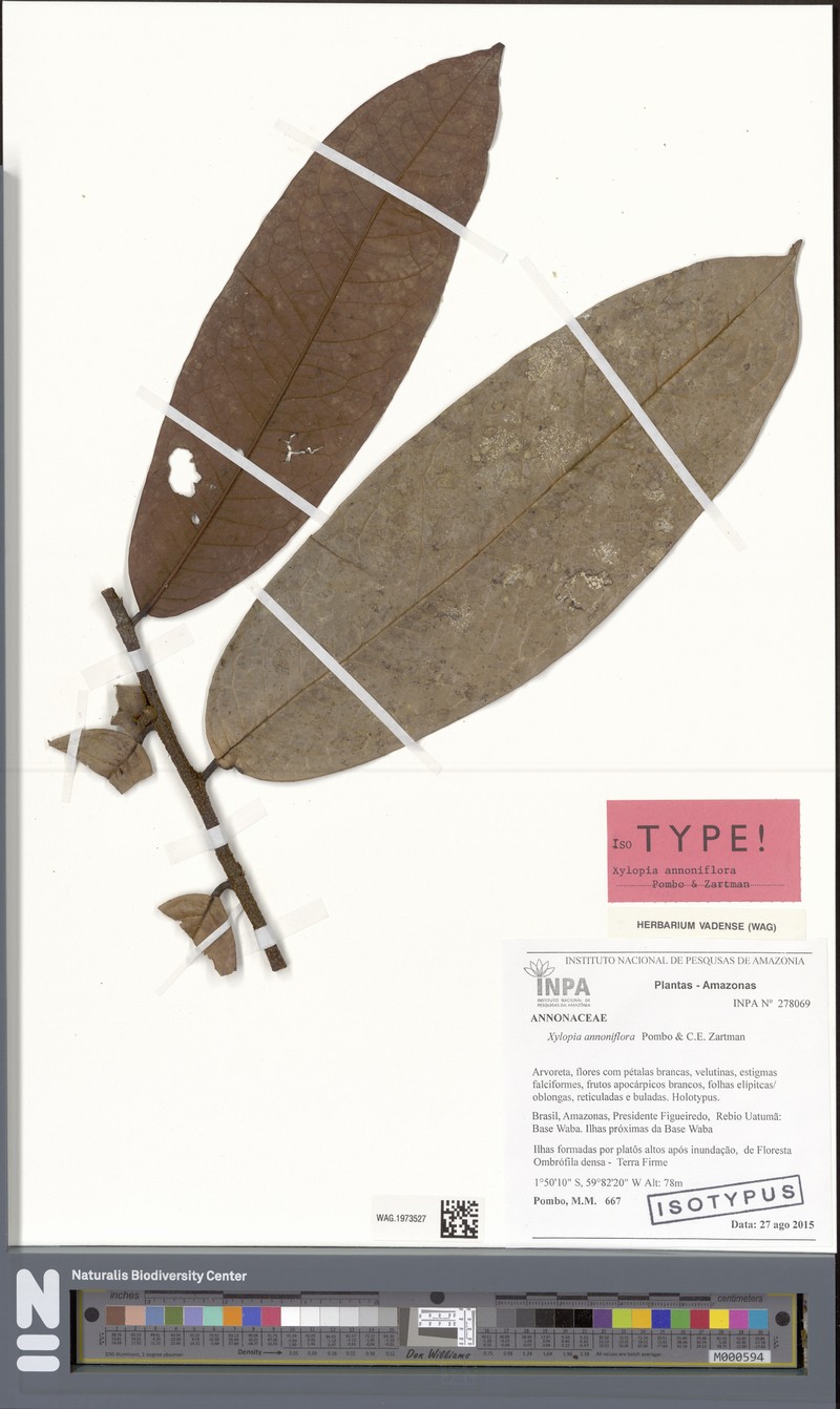 Xylopia annoniflora