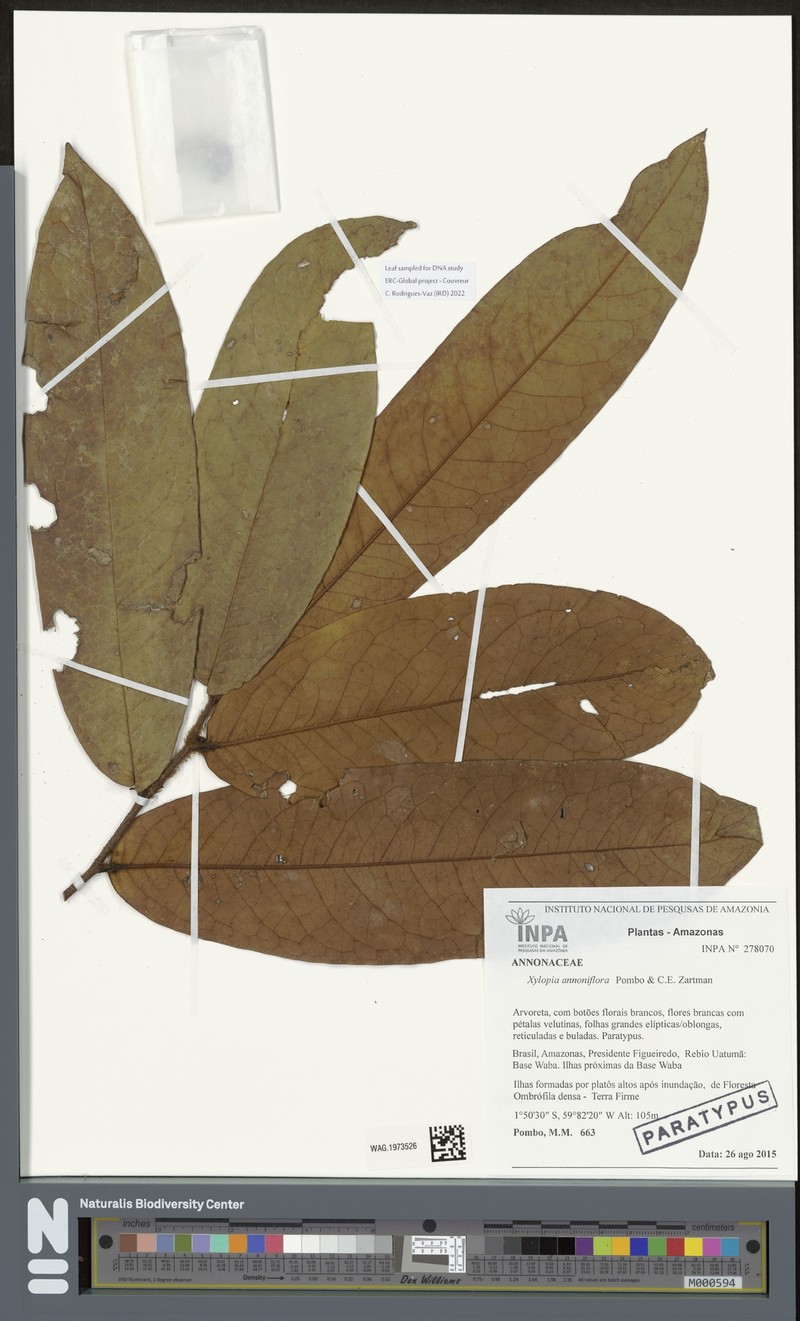 Xylopia annoniflora photo 2