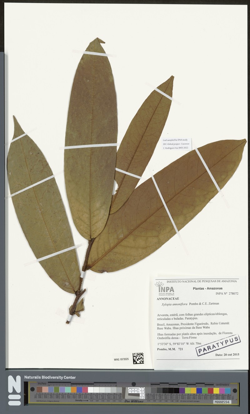 Xylopia annoniflora photo 3