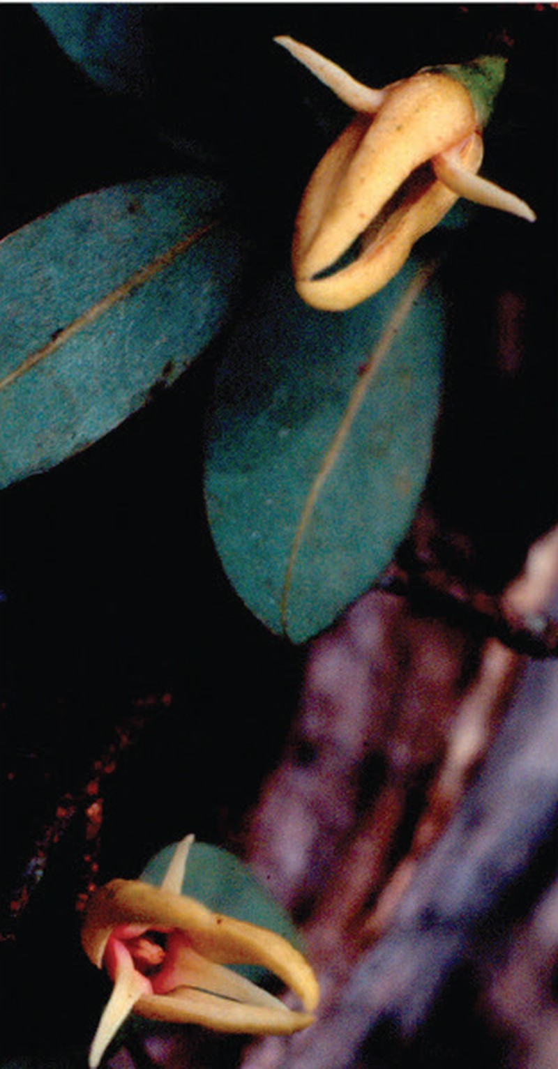 Xylopia arenaria
