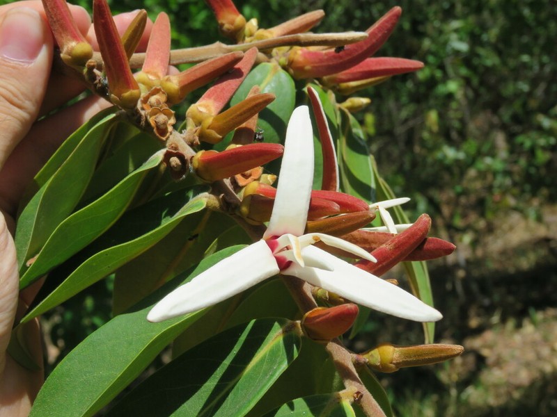 Xylopia aromatica photo 2