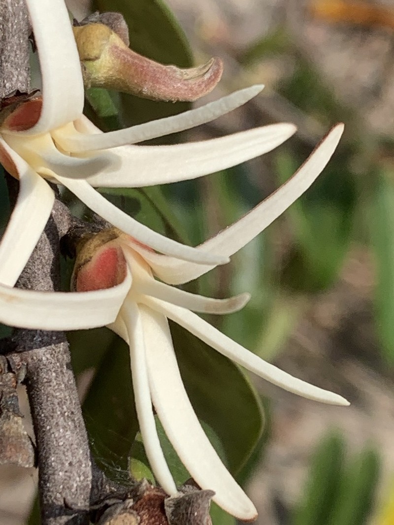 Xylopia aromatica photo 3