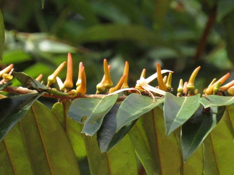Xylopia aromatica photo 4