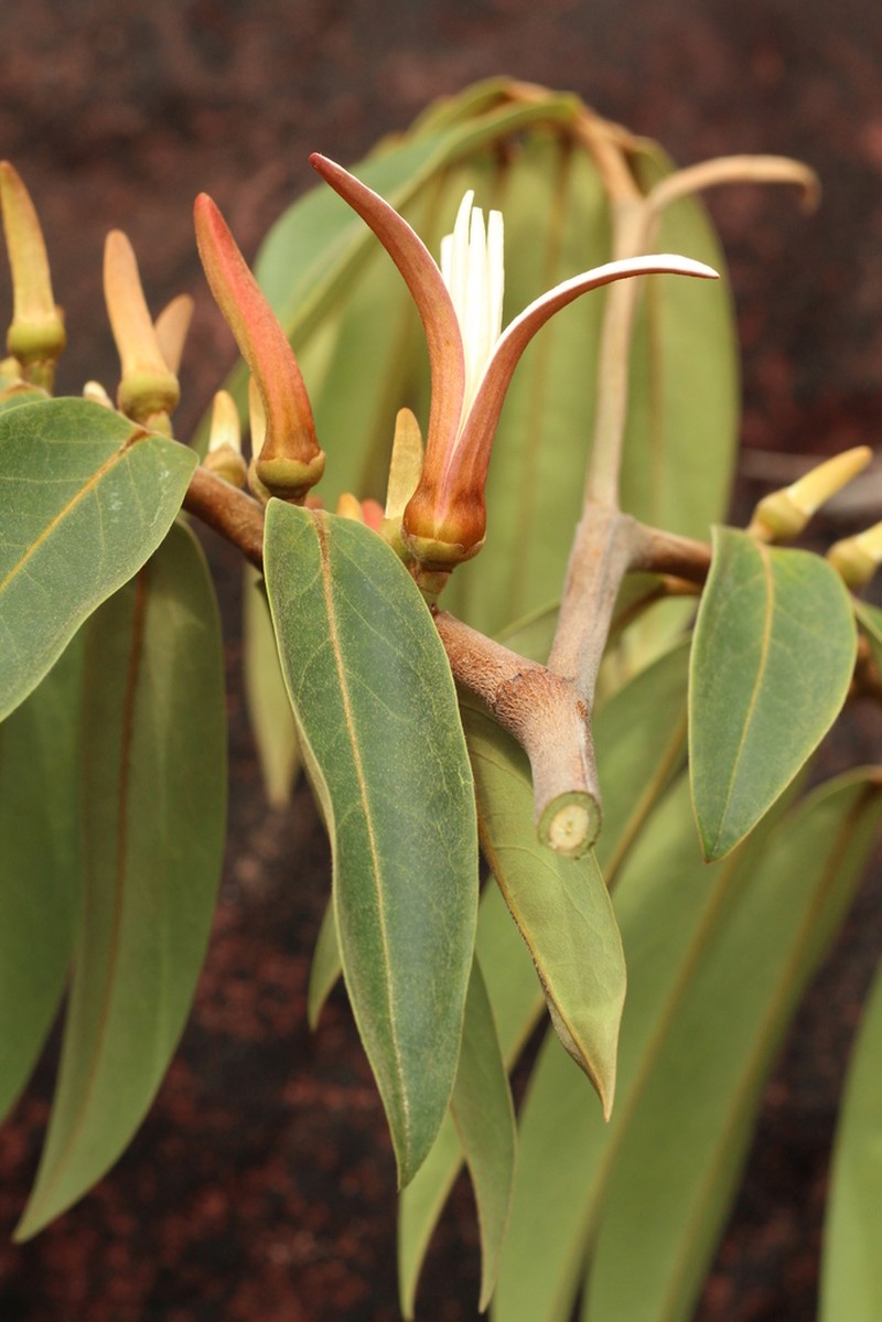 Xylopia aromatica photo 5