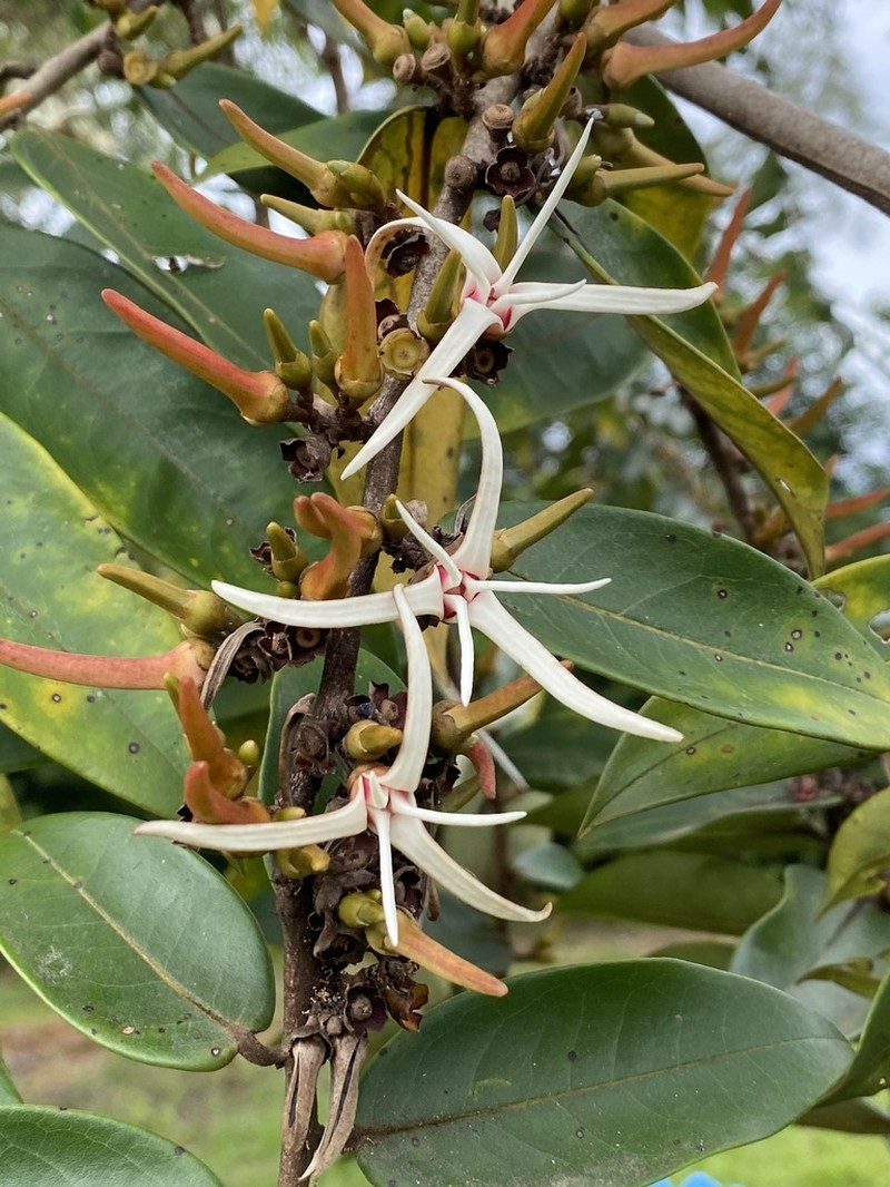 Xylopia aromatica photo 6