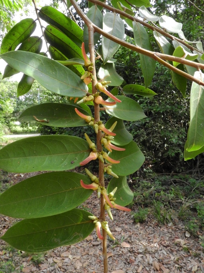 Xylopia aromatica photo 7