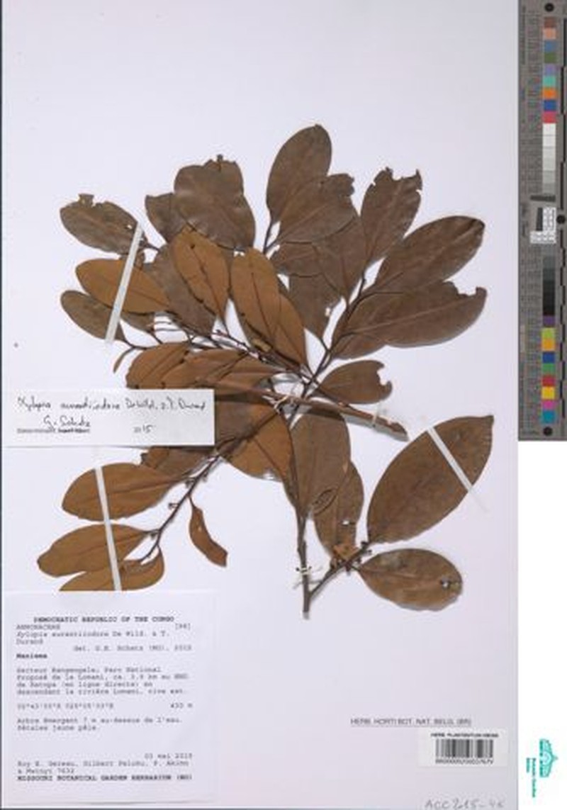 Xylopia aurantiiodora