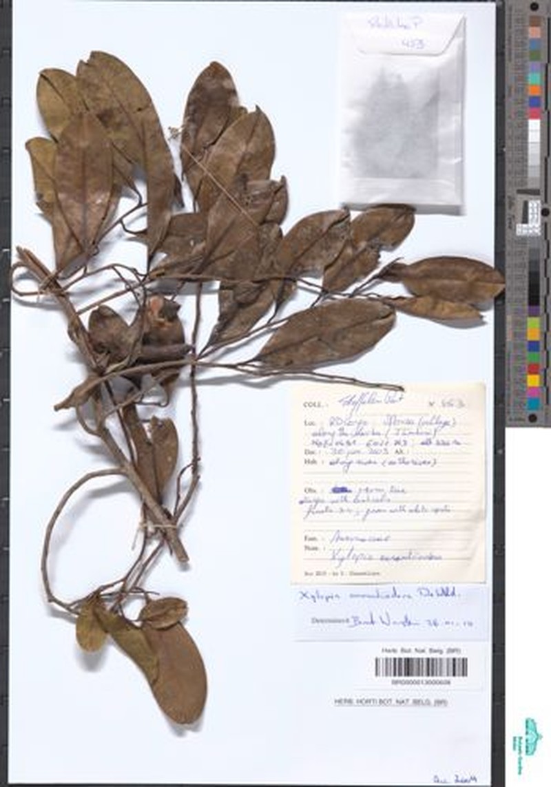 Xylopia aurantiiodora photo 2