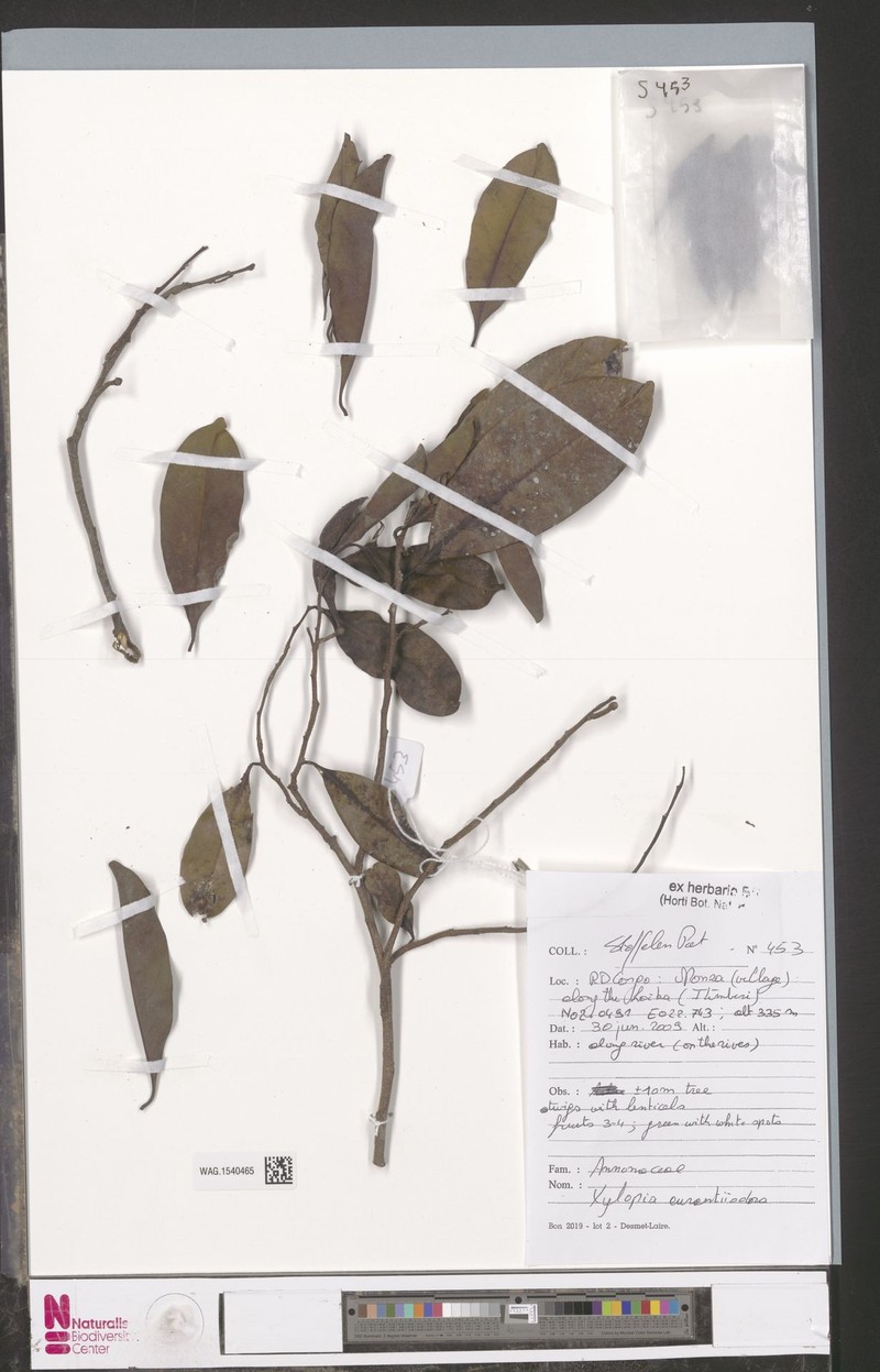 Xylopia aurantiiodora photo 3