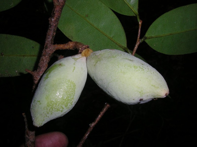 Xylopia australis