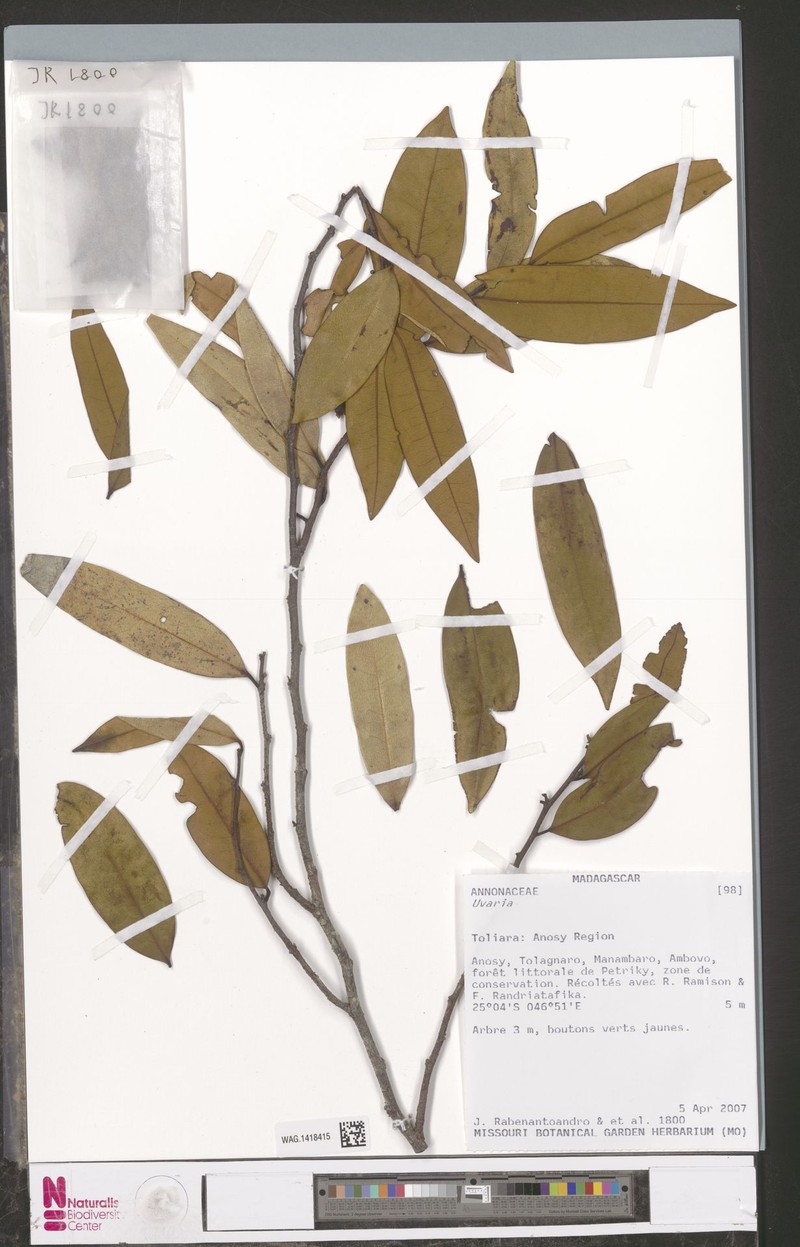 Xylopia australis photo 2