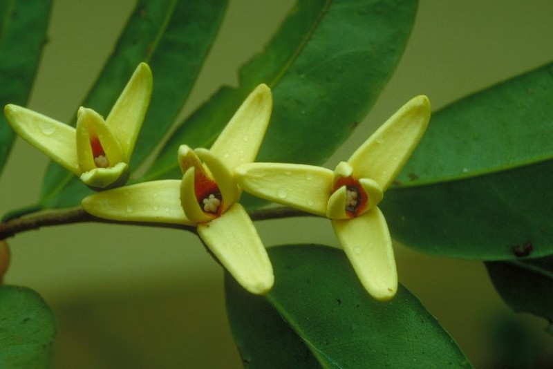 Xylopia australis photo 3