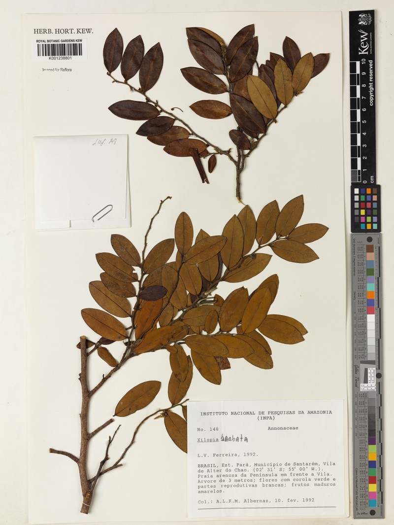 Xylopia barbata