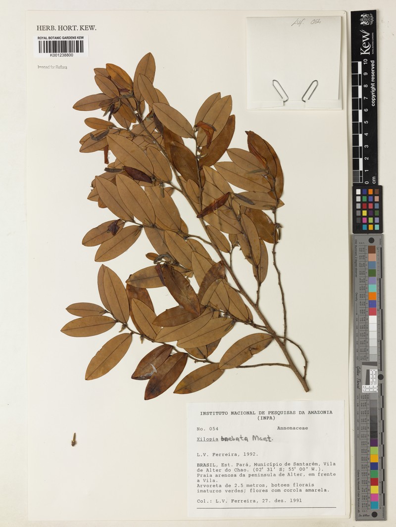 Xylopia barbata photo 2