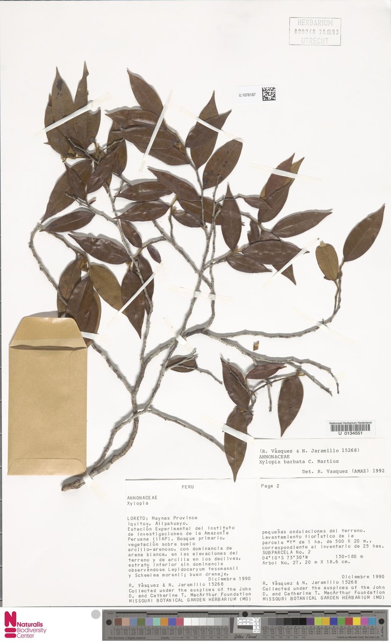 Xylopia barbata photo 3
