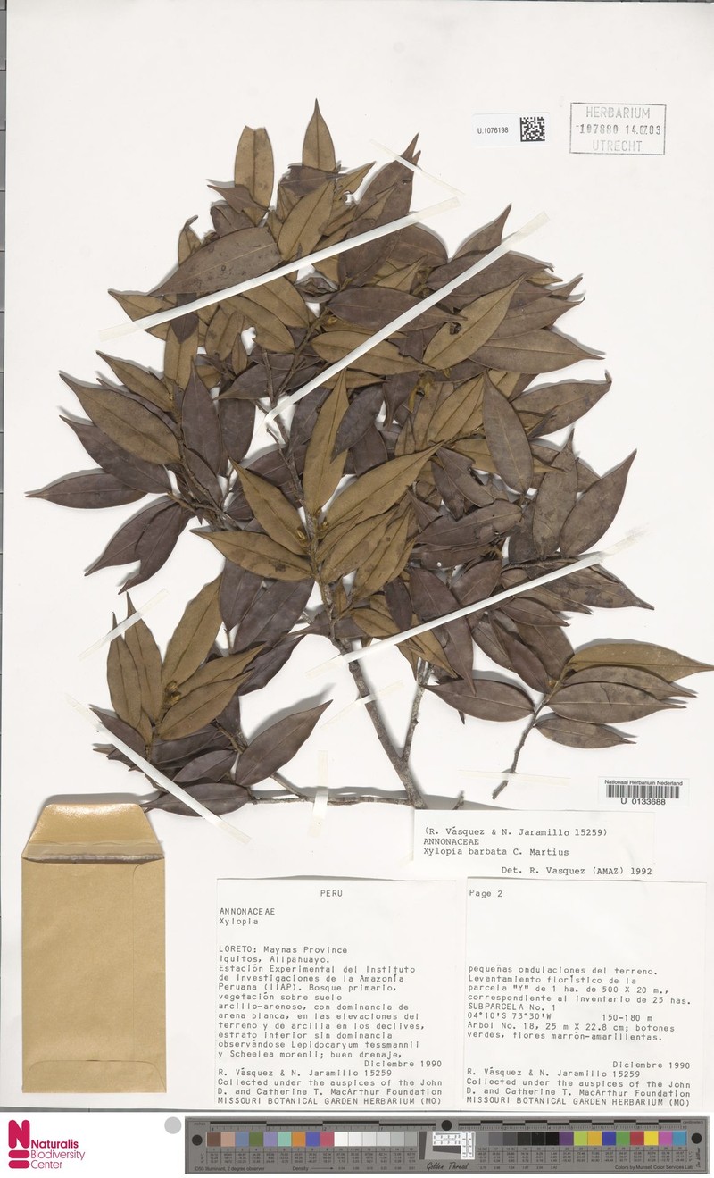 Xylopia barbata photo 4