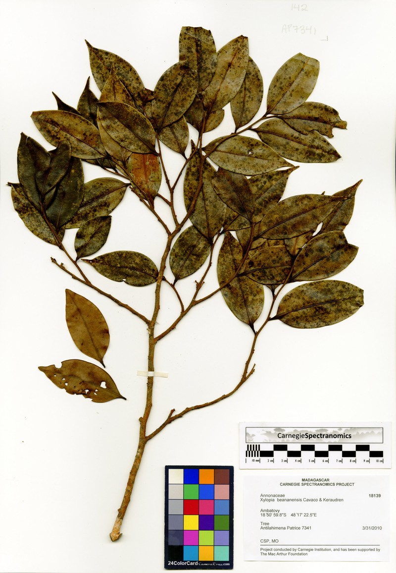Xylopia beananensis